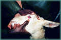 Reddening of the ocular mucosa of a goat in the early stages of PPR. - © A. Diallo.