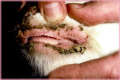 Scabs at the cutaneo-mucosal junction of the lips in a goat recovering from a PPR infection. - © W.P. Taylor.