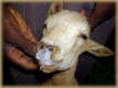 Purulent nasal discharge obstructing the nostrils in a goat infected with PPR. - © A. Traoré.