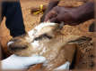 Watery eyes and discharge in a goat infected with PPR, Senegal. - © H. Salami.