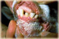 Early lesions showing white areas of dead cells on the lower gingival mucosa in a goat infected with PPR. - © W.P. Taylor.