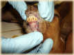 Erosion and lesions on the oral mucous membrane in a goat infected with PPR. - © A. Traoré.